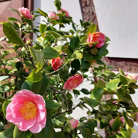 Πανσιόν Mohr 3*