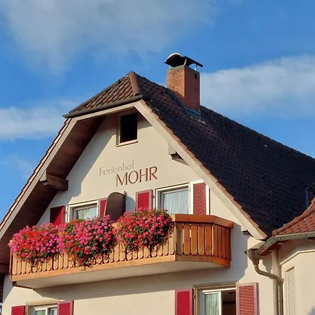 Mohr * Meersburg