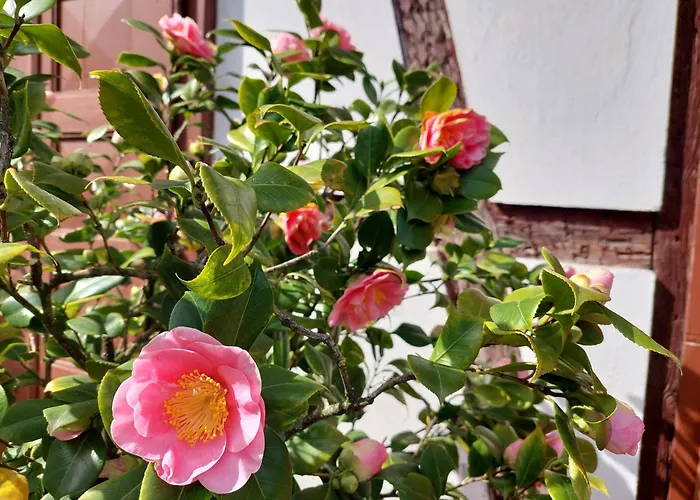 Πανσιόν Mohr 3*